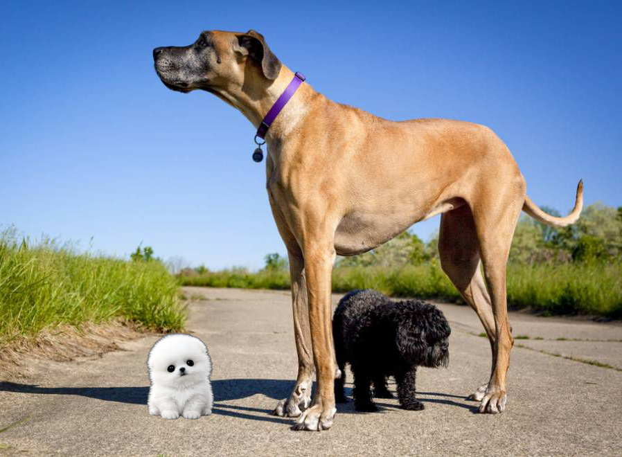 micro dog 3